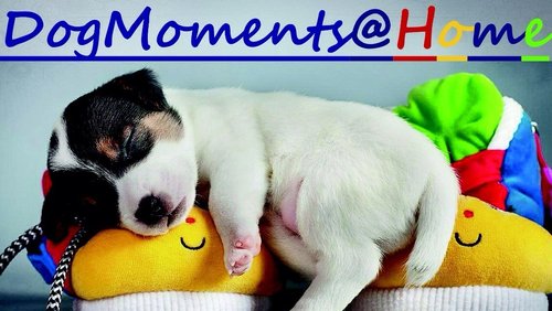 dogmomentshome_front