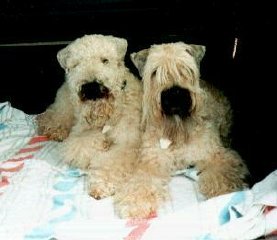 Paddy & Melba